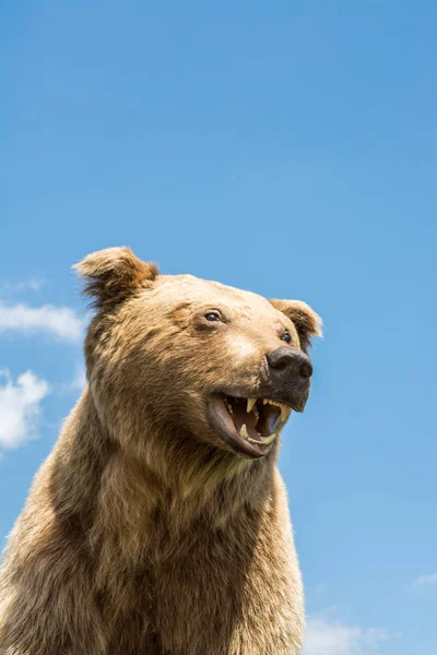 Cabeça Urso Marrom Grande Recheado Como Animal Selvagem — Fotografia de Stock