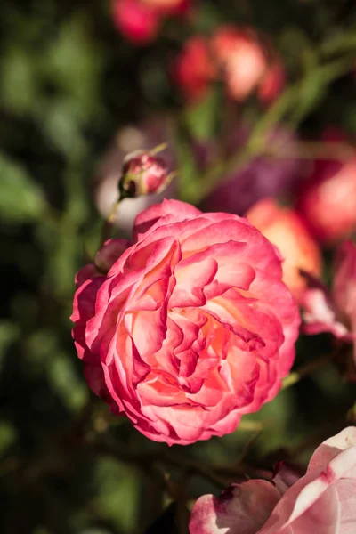 Floreciente Hermosa Rosa Colores Fondo Naturaleza Jardín —  Fotos de Stock