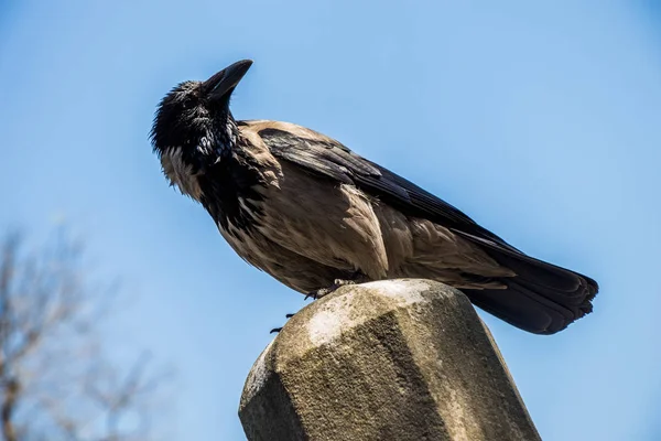 头冠乌鸦Corvus Cornix是一种鸟类 — 图库照片