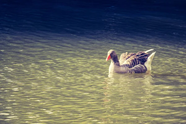 Pato Selvagem Nadando Nas Águas Lagoa — Fotografia de Stock