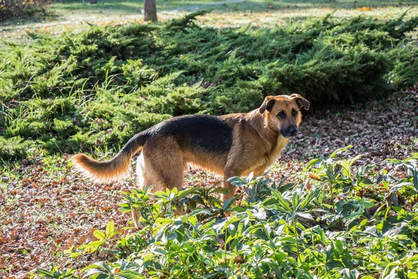 Cane Randagio Parco Vista — Foto Stock