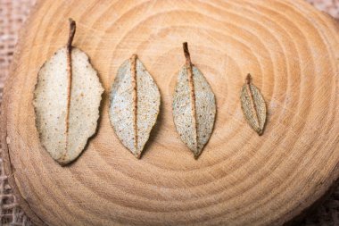 Çadır bezi üzerinde kuru yeşil yapraklar.