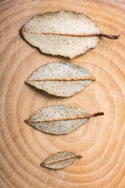 Çadır bezi üzerinde kuru yeşil yapraklar.