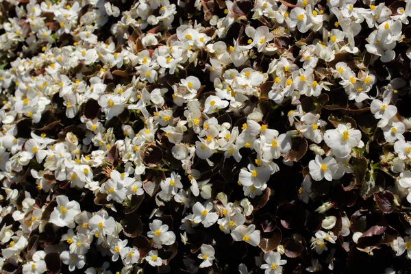 Vackra Färgglada Naturliga Våren Blommor Som Natur Bakgrund — Stockfoto