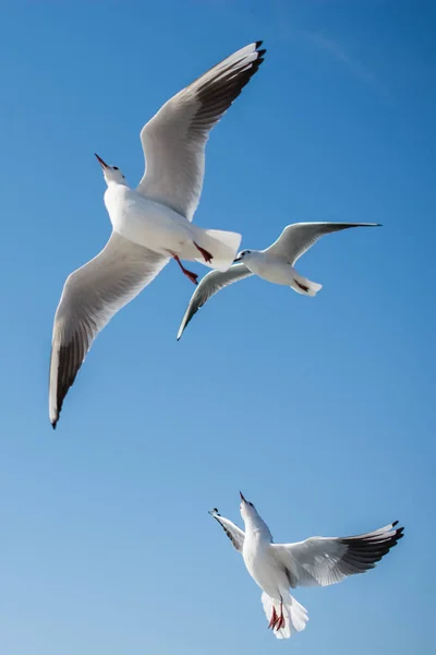 Les Mouettes Volent Dans Ciel Dessus Des Eaux Mer — Photo