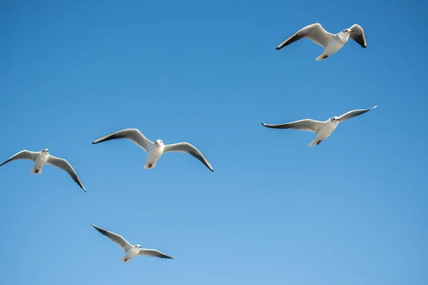 Seagull Flying Blue Sky Background — Stock Photo, Image