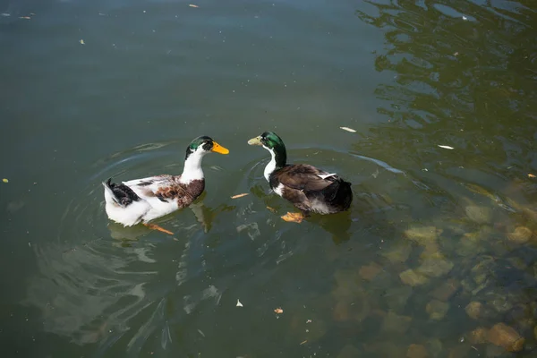 Enten Einem Künstlichen See Einem Sonnigen Tag — Stockfoto