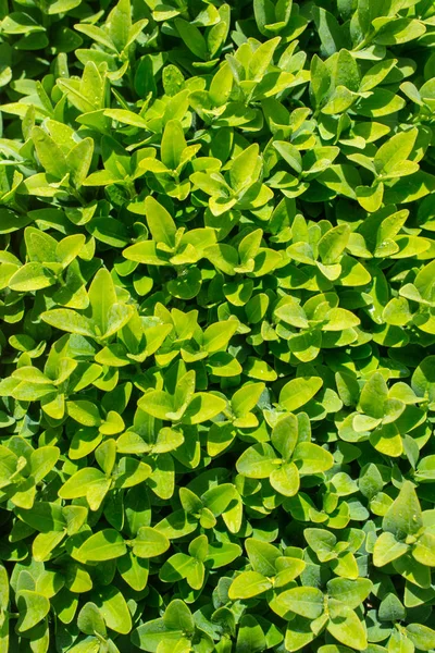 Green Leaves Nature Background Texture — Stock Photo, Image