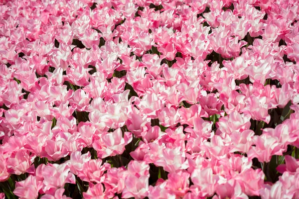 Flores Tulipa Cor Rosa Florescendo Jardim — Fotografia de Stock