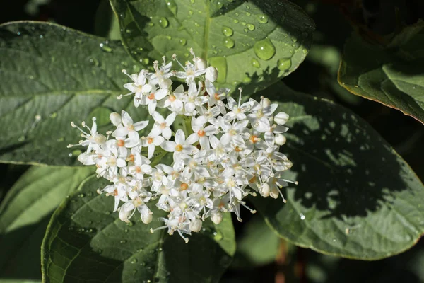 Blommande Vackra Färgglada Färska Naturliga Blommor Sikte — Stockfoto