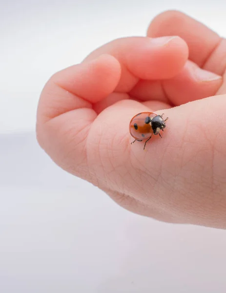 Hermosa Foto Mariquita Roja Caminando Sobre Una Mano Niño — Foto de Stock