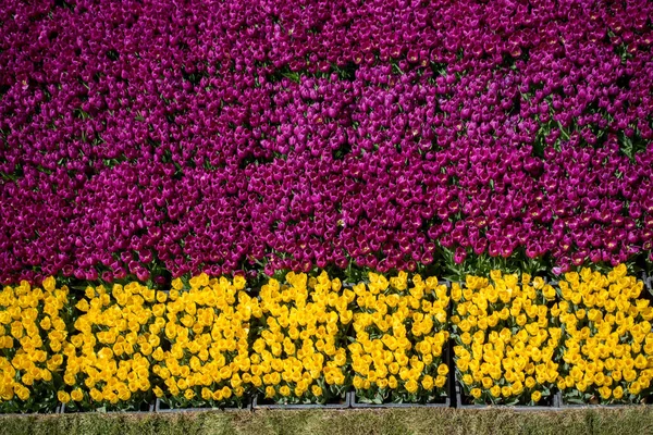 Flores Tulipa Coloridas Como Fundo — Fotografia de Stock