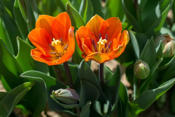 Flores Tulipa Coloridas Florescem Jardim Primavera — Fotografia de Stock