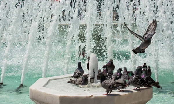 Pombos Cidade Lado Água Uma Fonte — Fotografia de Stock