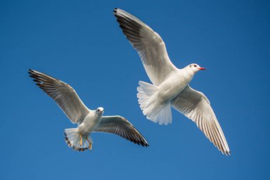 Bir çift martı gökyüzünde mavi bir zemin üzerinde uçuyor.