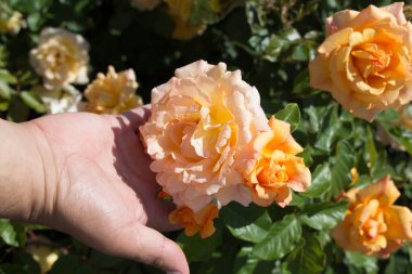 Gül bahçesinde bir gül tutarken