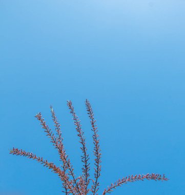 Büyüyen bir ağacın parlak ve hassas bir görüntüsü.