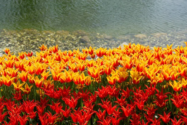 Tulipany Różnych Kolorach Przyrodzie Wiosnę — Zdjęcie stockowe