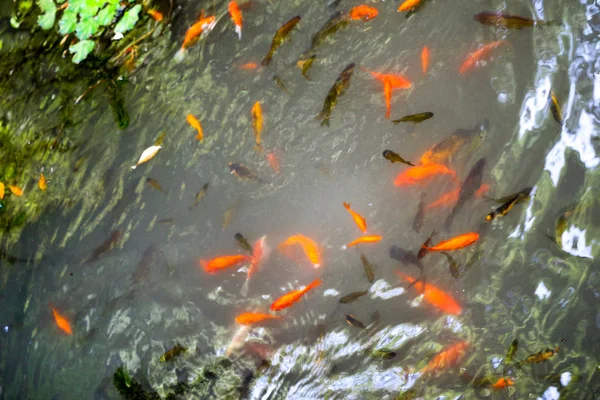 池の中で泳ぐ美しいカラフルな魚 — ストック写真