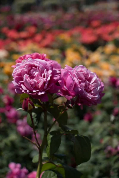 Rózsakert Tele Gyönyörű Friss Rózsákkal — Stock Fotó