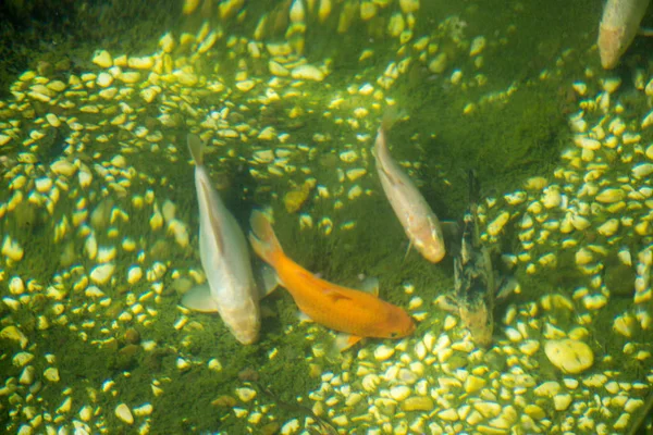 Belos Peixes Coloridos Nada Ambiente Aquário — Fotografia de Stock