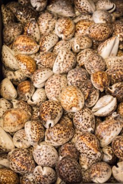 Dekoratif amaçlar için toplanan deniz kabukları.