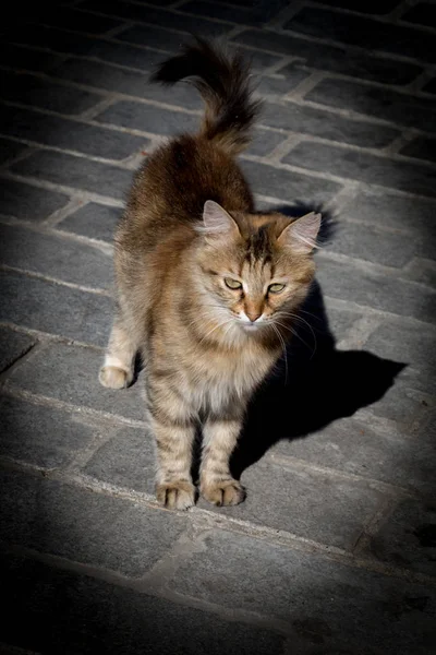 Stray Cat Seen Street City — Stock Photo, Image
