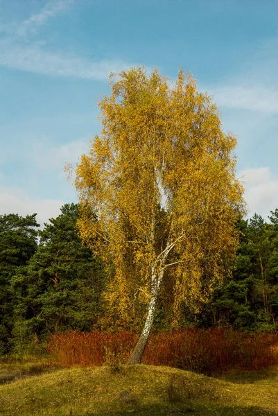 tree with golden color leaves in autumn