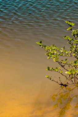 Bahçede çiçek açan genç bir ağaç.