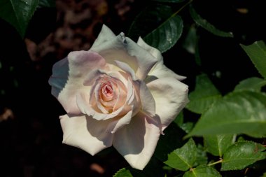 Bahçe arka planında güzel renkli gül çiçeği