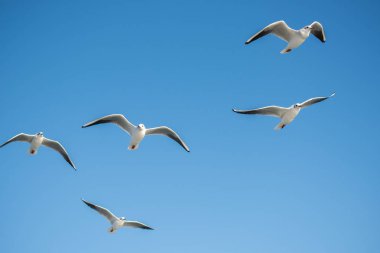 Arka plan olarak mavi gökyüzünde uçan martı.