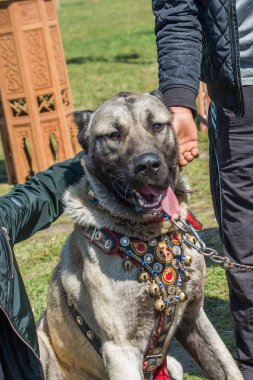 Türk çoban köpeği Kangal 'ı çiftçi köpek olarak yetiştirdi