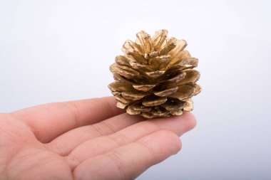 Beyaz arka planda el ele tutuşan kahverengi kozalaklar.