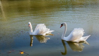 Yalnız kuğular doğal ortamda yaşıyoruz