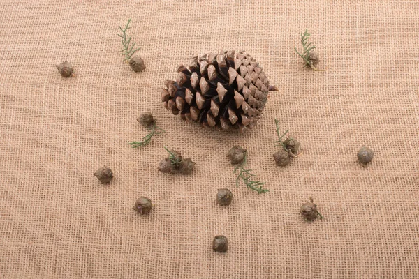 Plant Pods Capsules Pine Cones Canvas Background — Stock Photo, Image