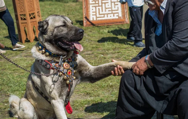 Türk çoban köpeği Kangal 'ı çiftçi köpek olarak yetiştirdi