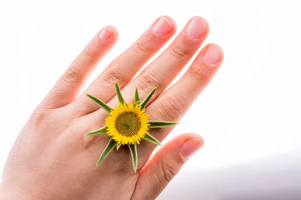 Hand Holding Yellow Sunflower White Background — Stock Photo, Image