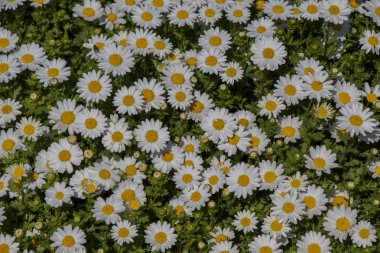 Arka plan olarak güzel papatya çiçekleri