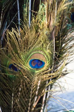 Dekoratif amaçlar için güzel kuş tüyleri