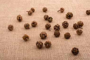 Çadır kapsülleri, kapsüller ve çam kozalakları.