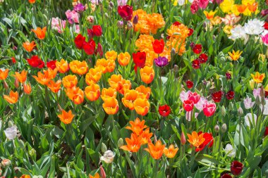 Çiçek arkaplanı olarak çiçek açan renkli lale çiçekleri