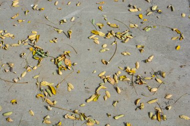 Bazı elementleriyle birlikte sonbahar mevsiminin doku arka planı