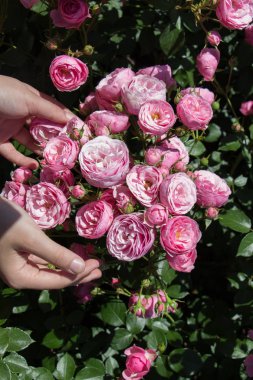Elindeki güzel taze güller