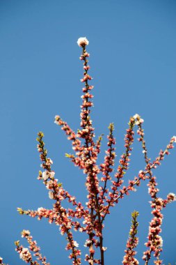 Renkli çiçekler baharda ağaçlarda açar.