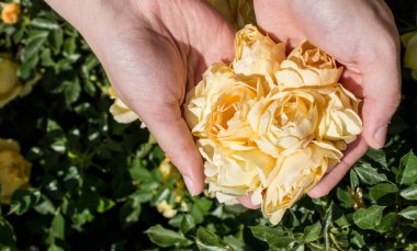 Elindeki güzel taze güller