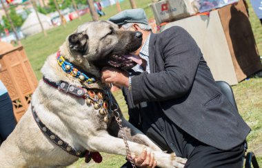 Türk çoban köpeği Kangal 'ı çiftçi köpek olarak yetiştirdi