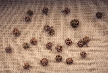 Çadır kapsülleri, kapsüller ve çam kozalakları.