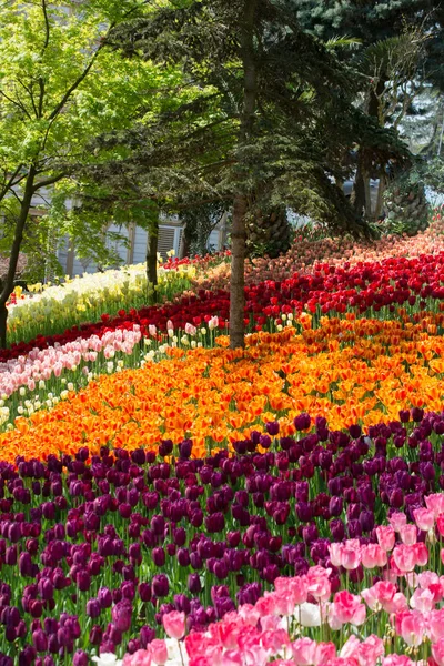 Jardim Com Flores Tulipa Florescendo Jardim Primavera — Fotografia de Stock