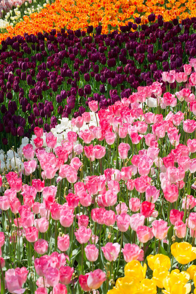 Garden with blooming  tulip flowers in spring garden