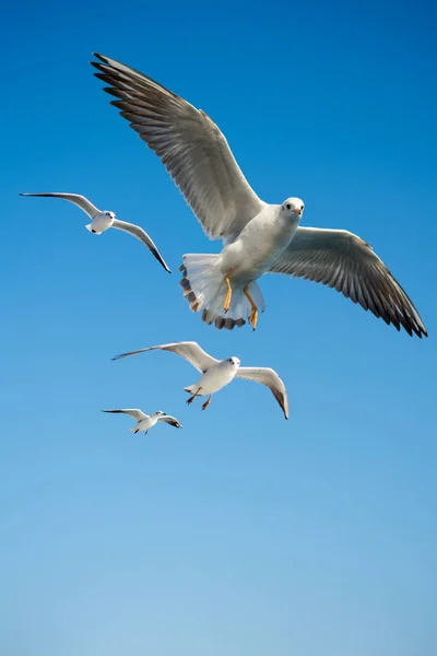 Martılar arka plan olarak gökyüzünde uçuyorlar.